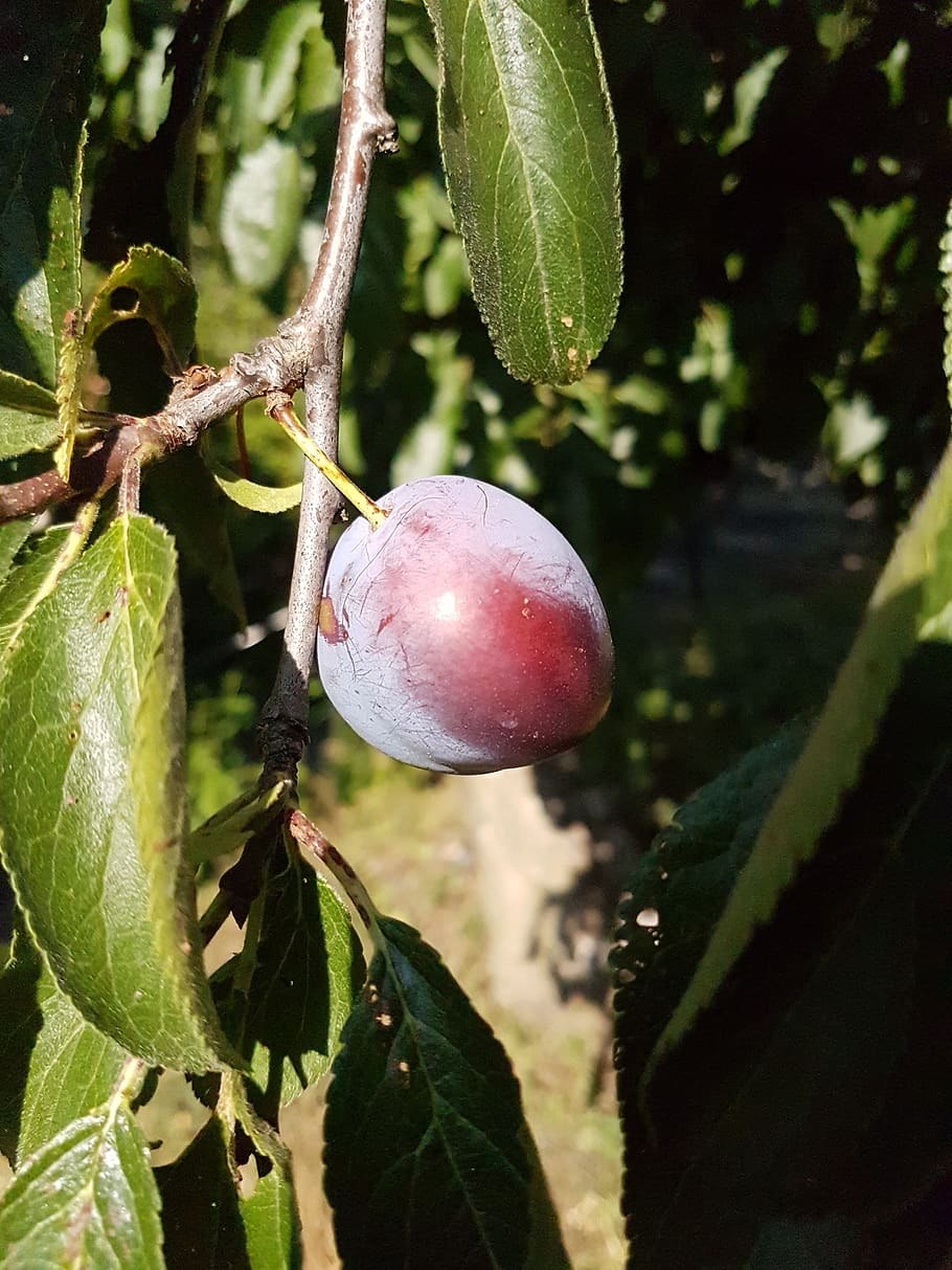 Алыча плодовое дерево