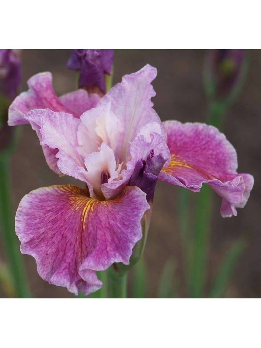 Ирис Сибирский Фэнси ми ВИС