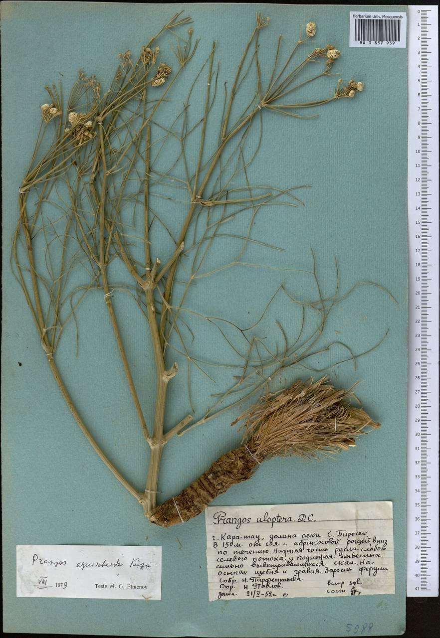 Высшие споровые растения мхи. Папоротники