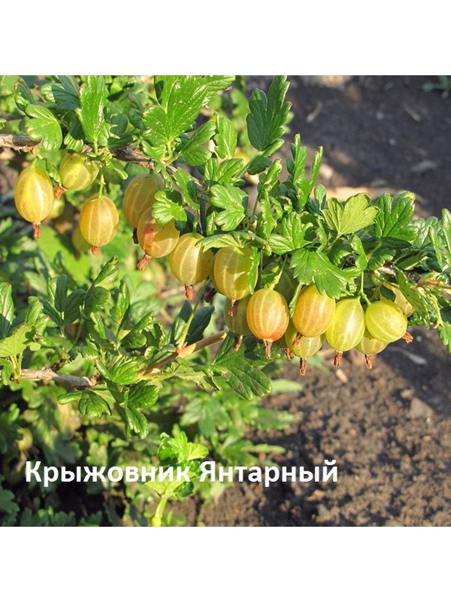 Крыжовник русский желтый описание
