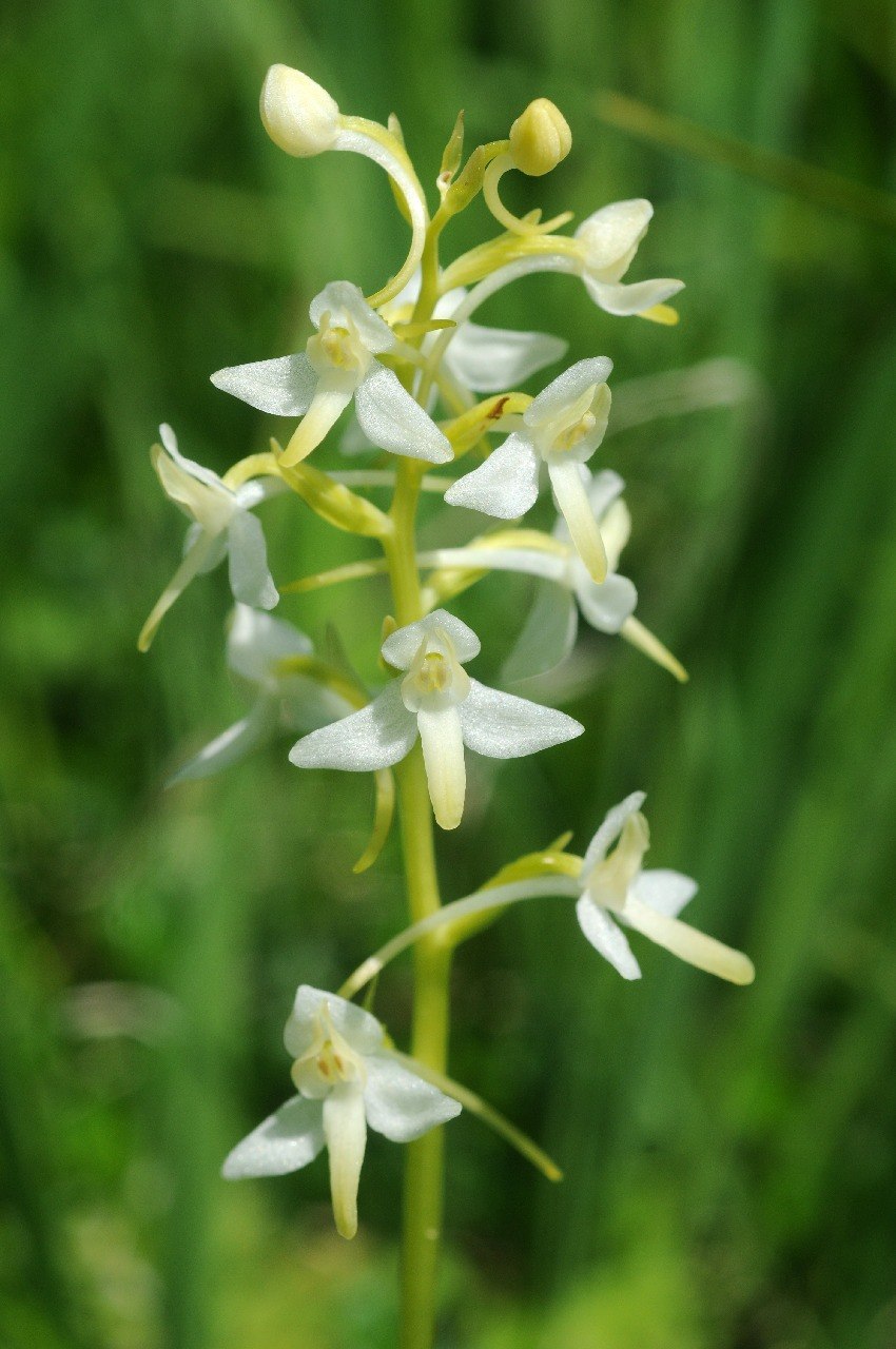 Любка двулистная (Platanthera bifolia)