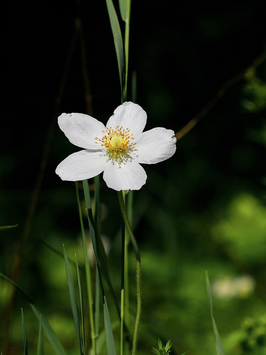 Ветреница Дубравная (Anemone nemorosa)