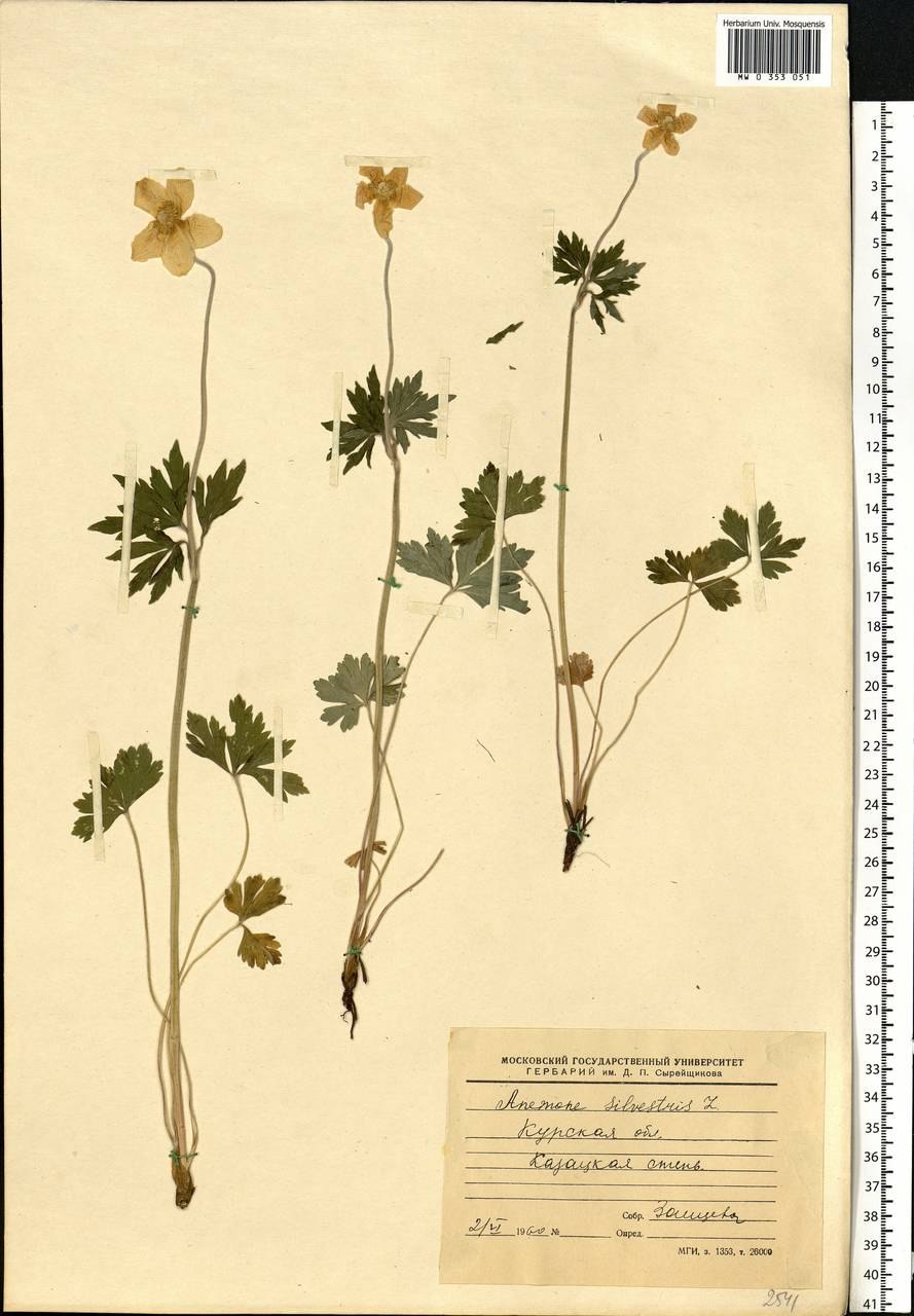 Ветреница лесная тип соцветия