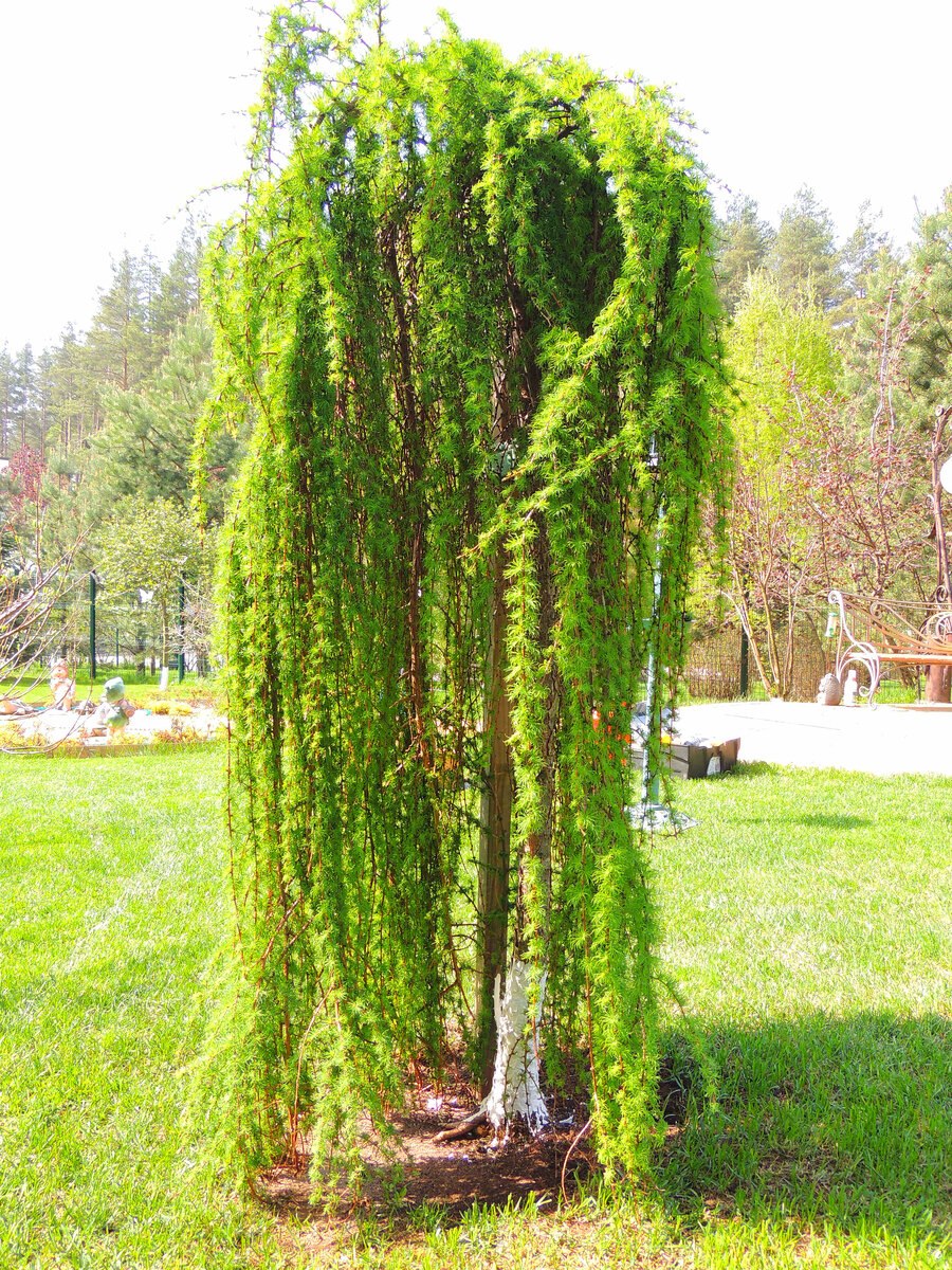 Лиственница плакучая Пендула