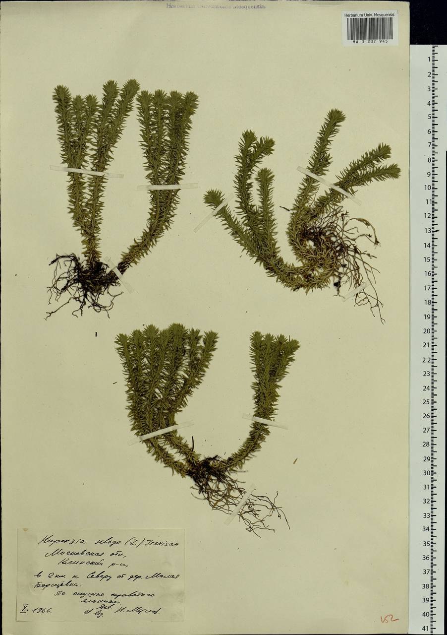 Плаун Баранец