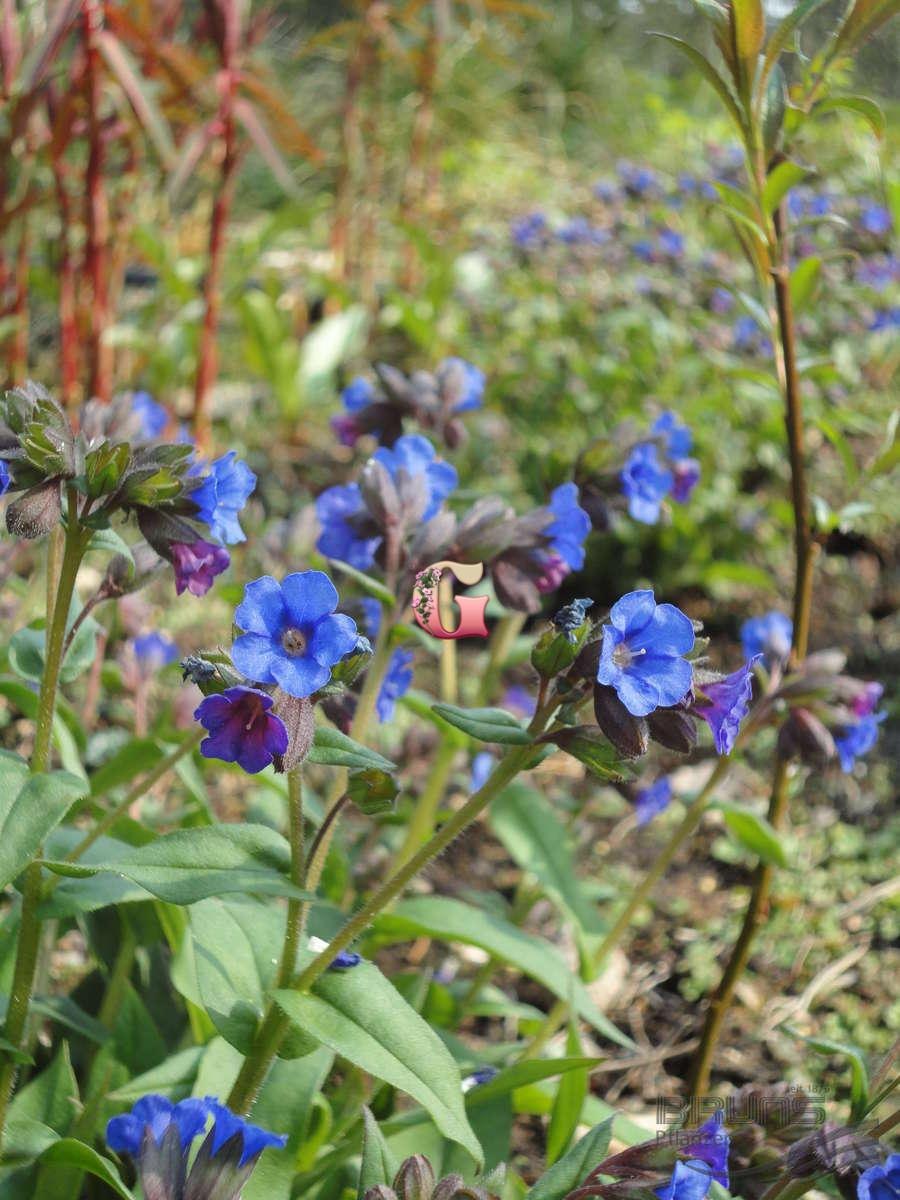 Медуница неясная