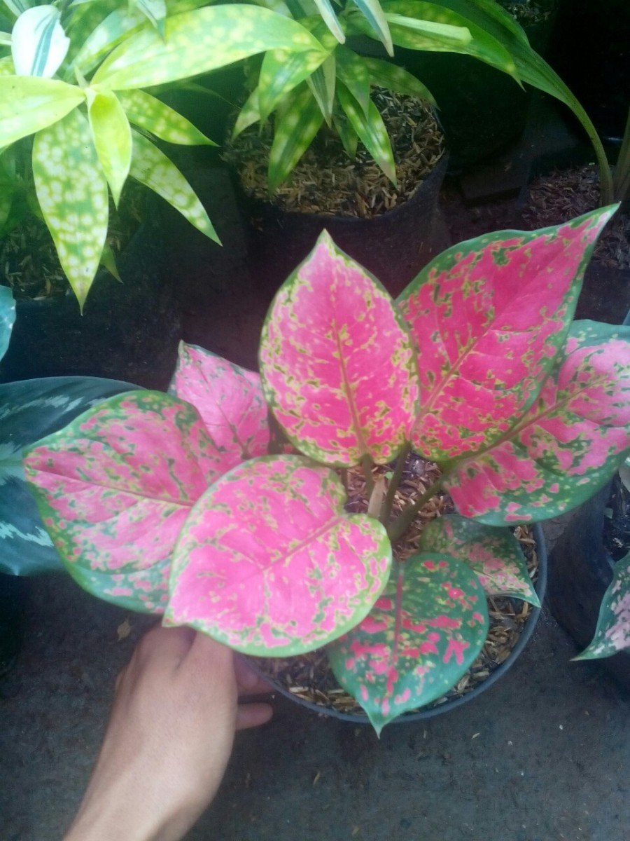 Аглаонема липстик пинк