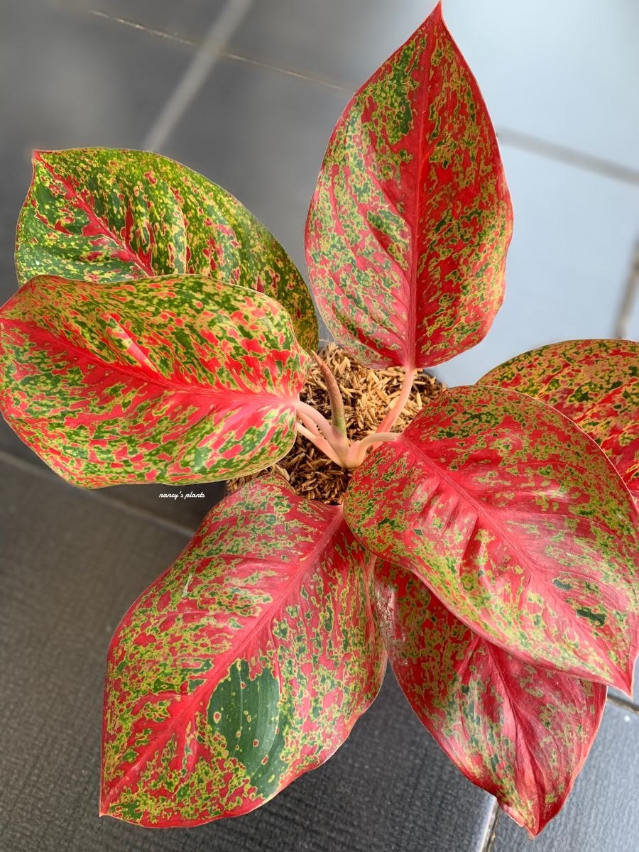 Аглаонема маранта