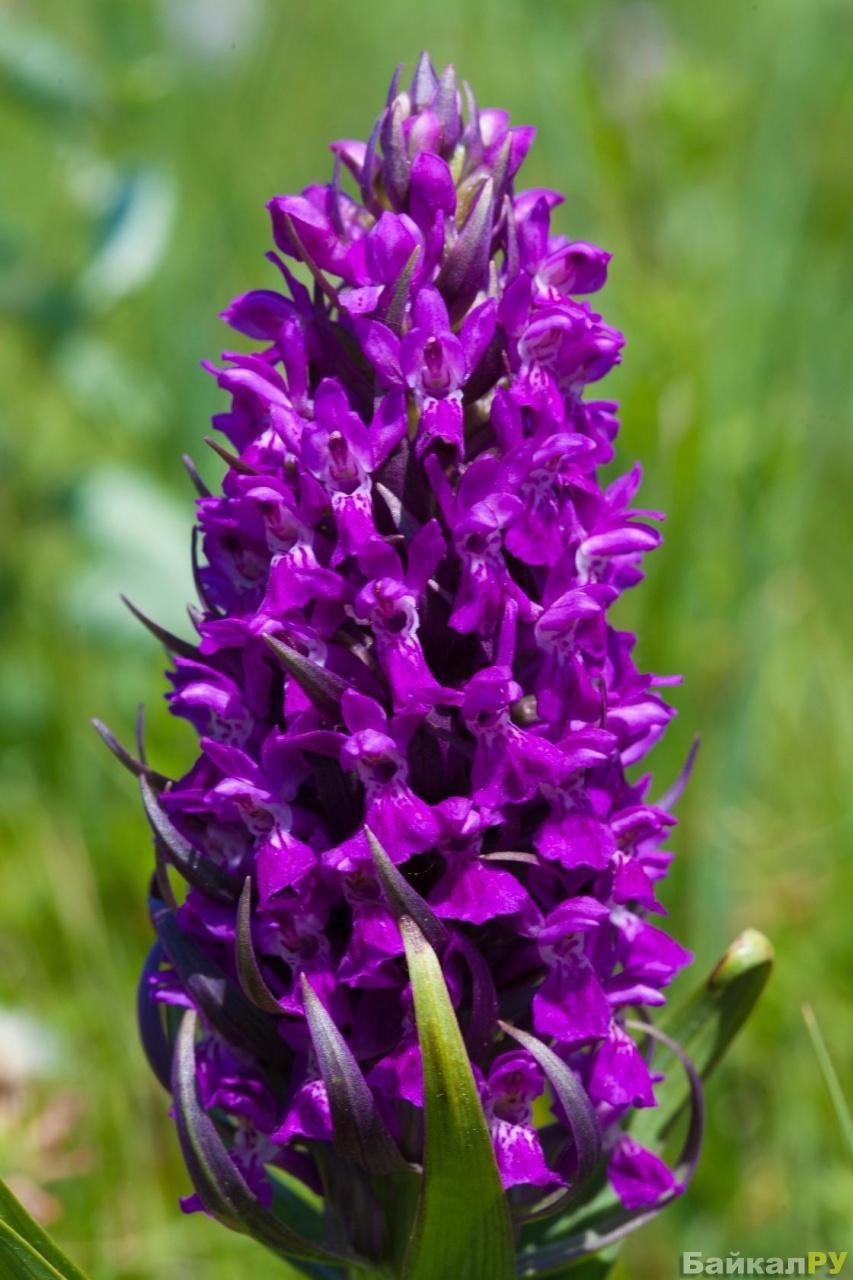 Соцветие подорожник ятрышник