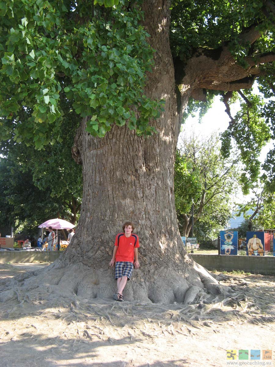 Тюльпанное дерево Головинка