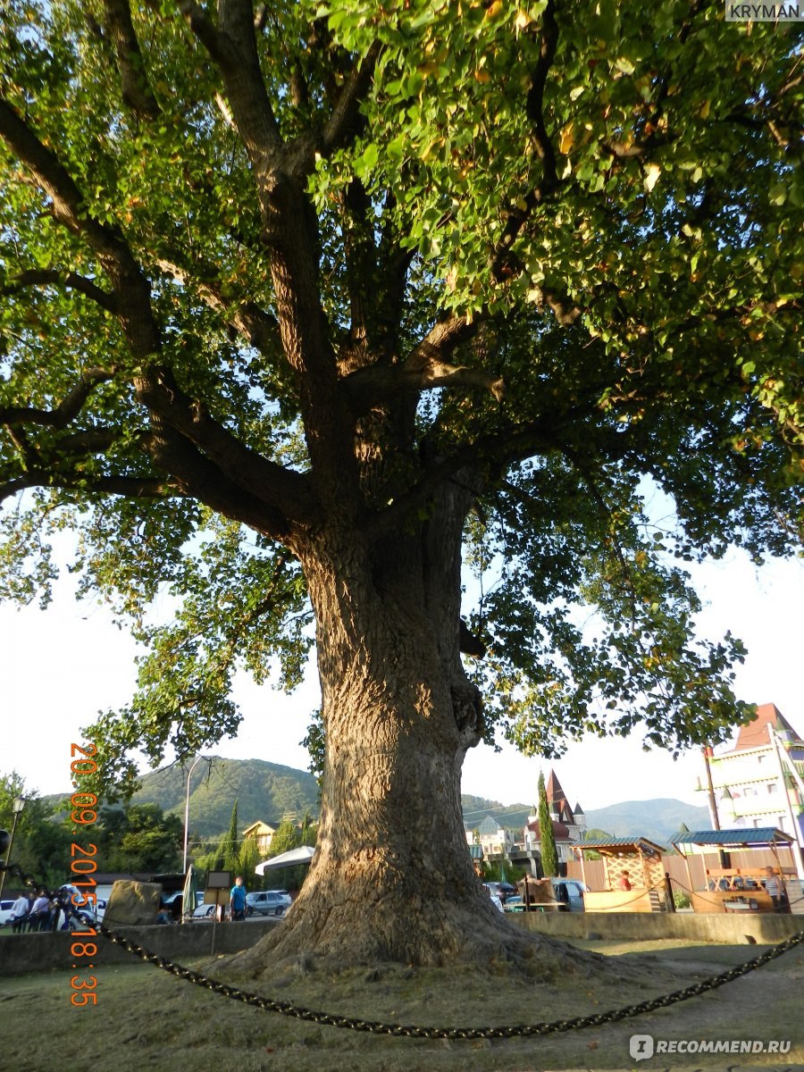 Тюльпановое дерево в Сочи