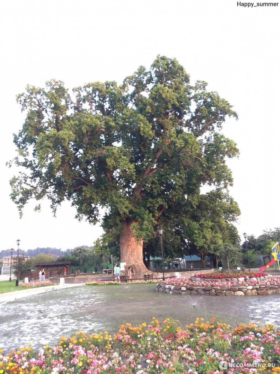 Спатодея колокольчатая африканское тюльпановое дерево
