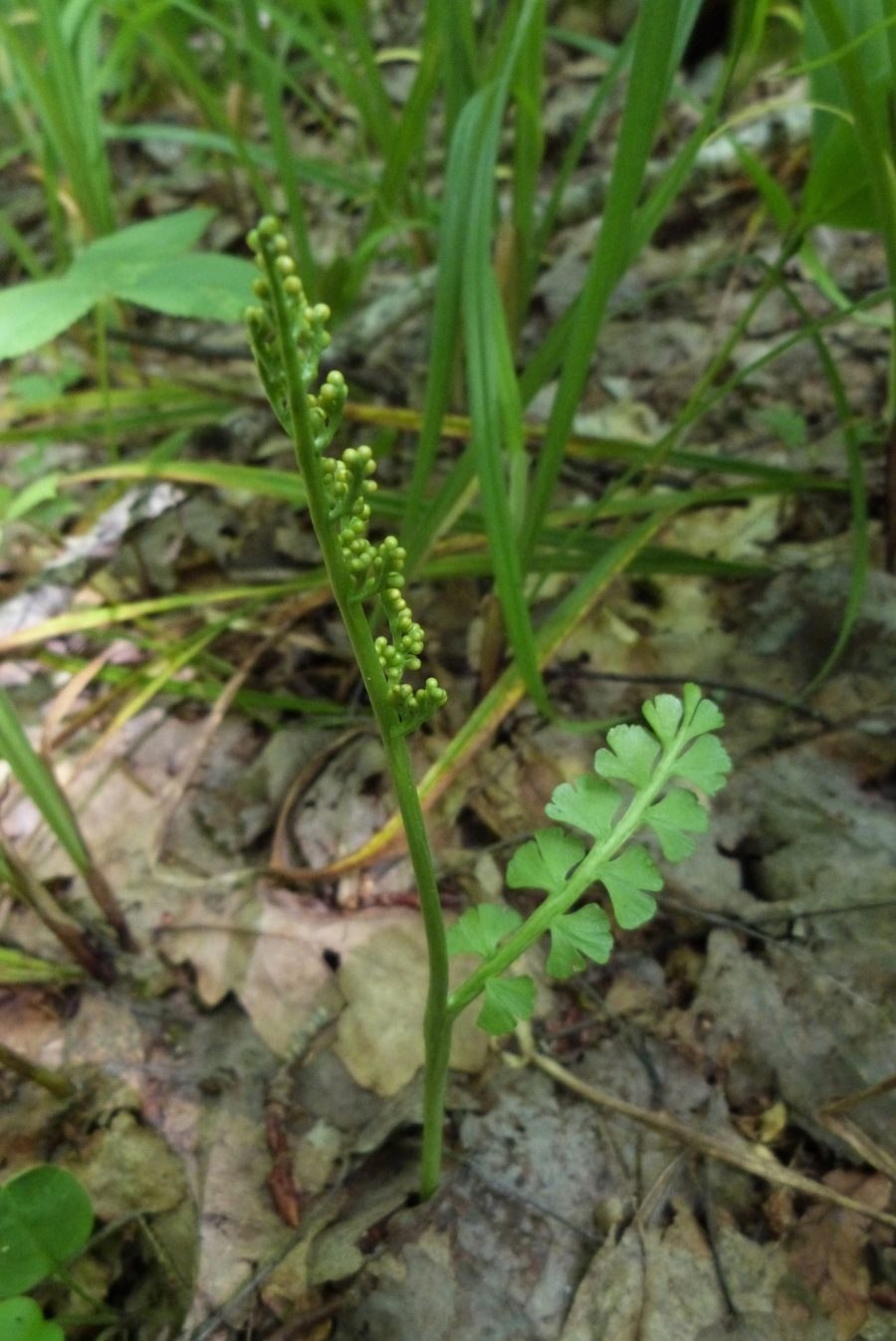 Гроздовник виргинский (Botrychium virginianum)