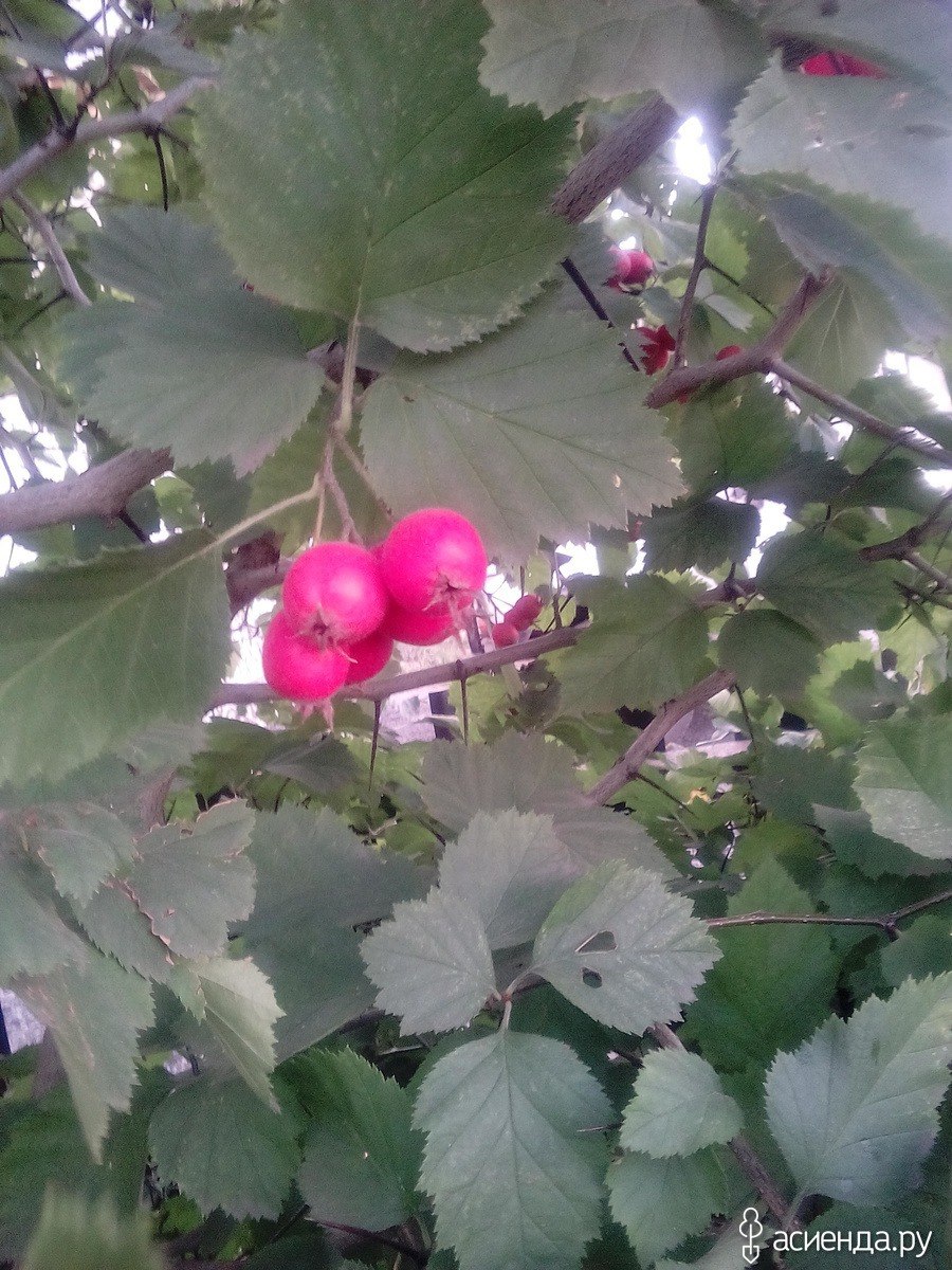 Боярышник кустовой