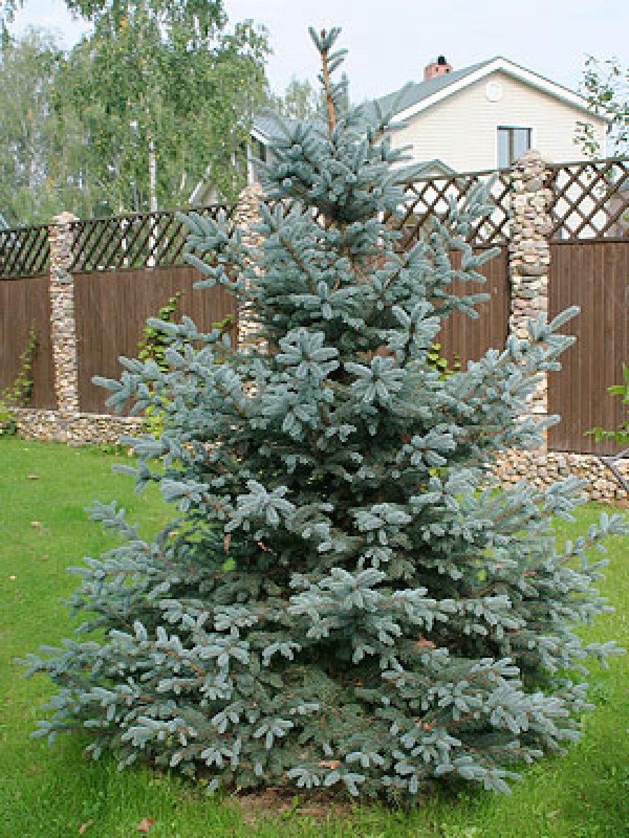 Ель голубая колючая fat Albert