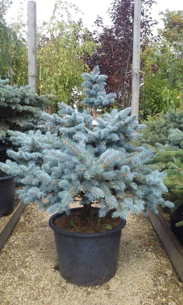 Пихта цельнолистная в ландшафте