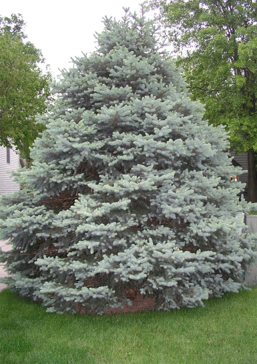 Альпийская горка с можжевельником казацким