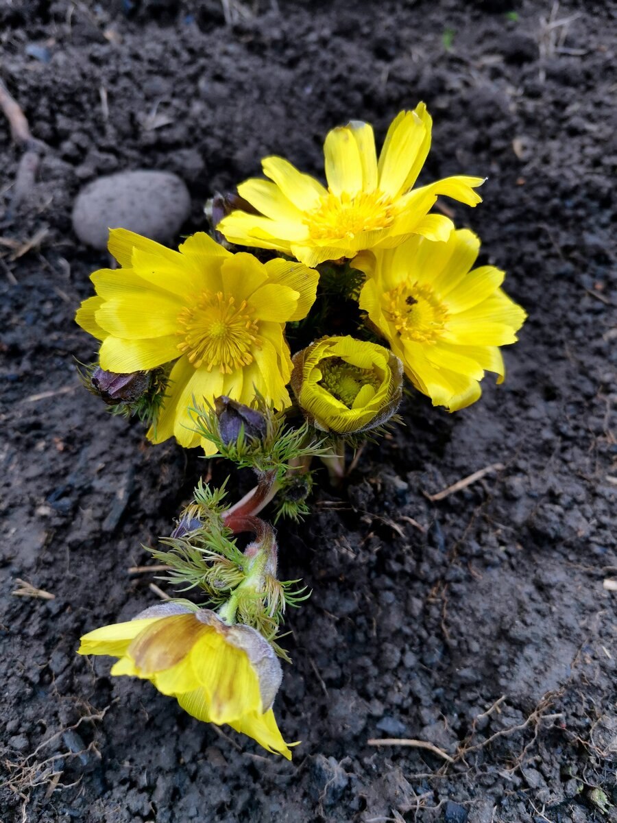 Адонис Амурский Adonis amurensis