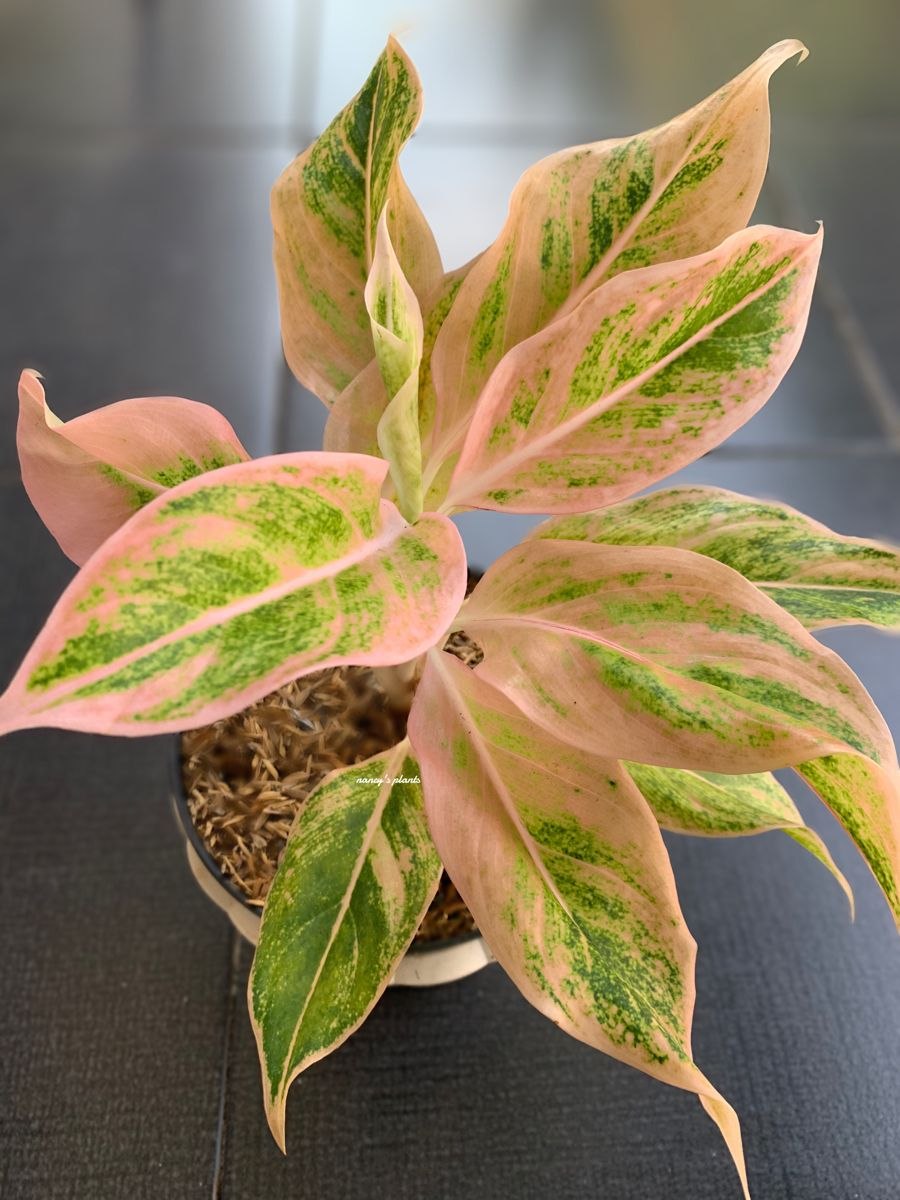 Аглаонема брызги шампанского