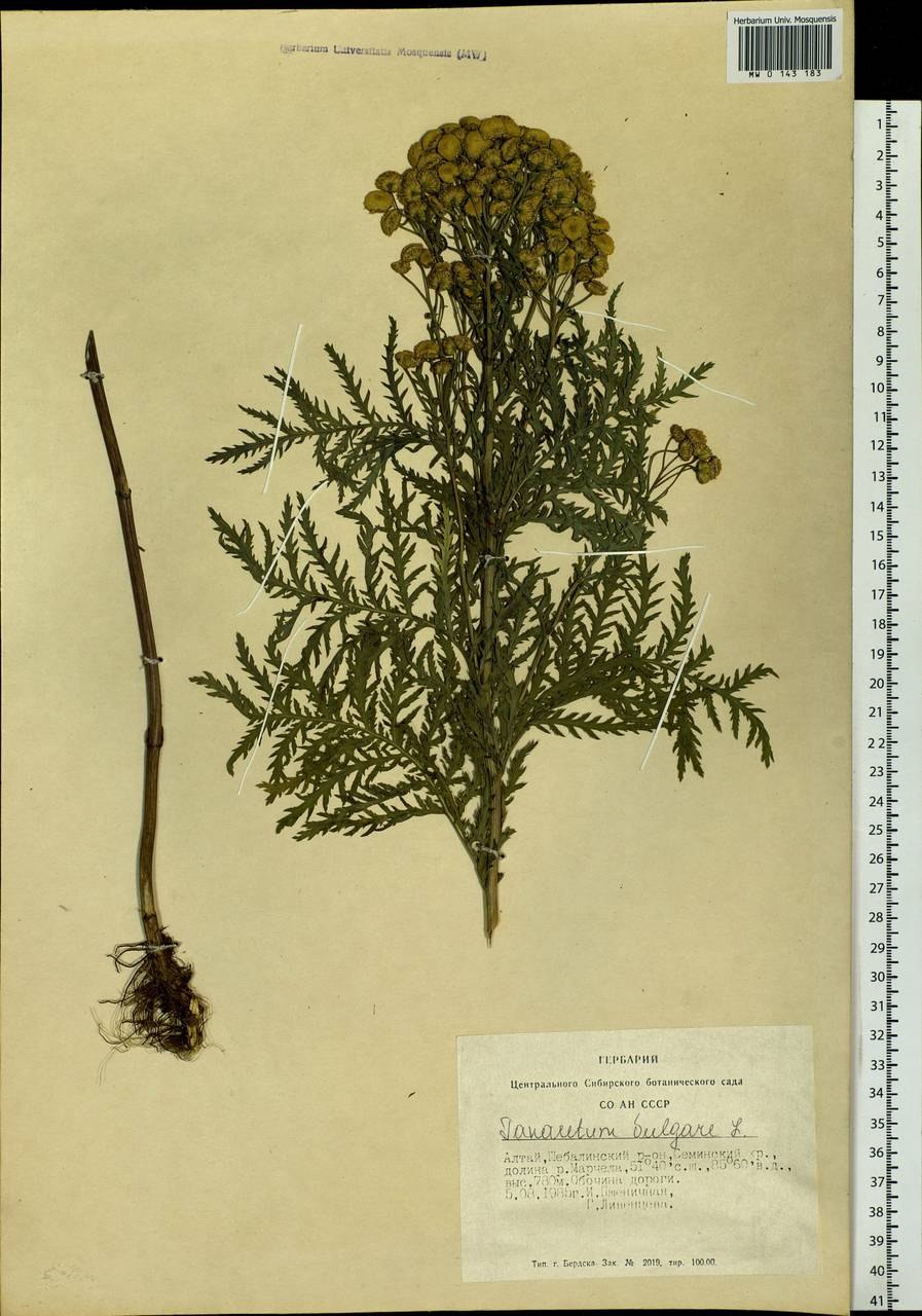 Пижма обыкновенная фармакопея