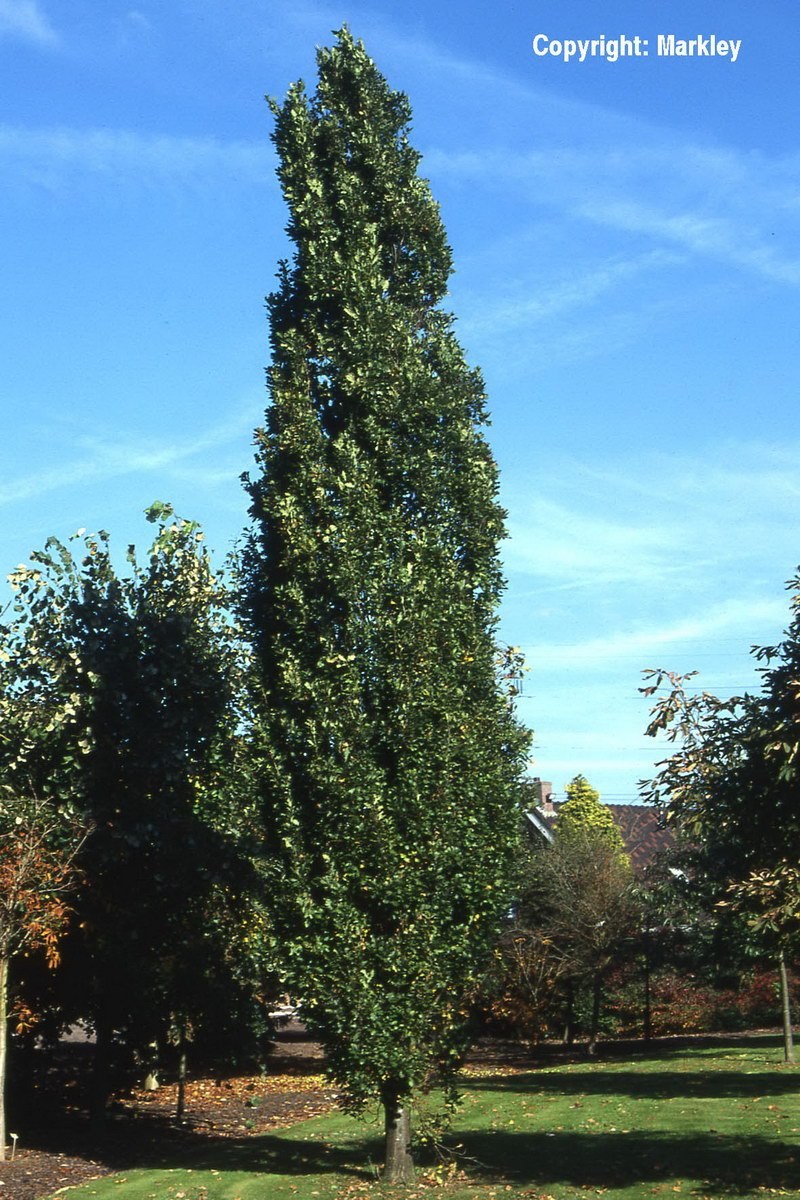 Liriodendron tulipifera