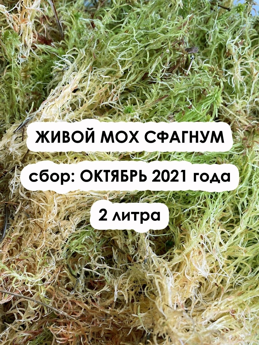 Мох сфагнум живой
