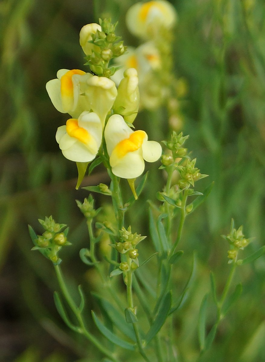 Льнянка обыкновенная (Linaria vulgaris Mill.).
