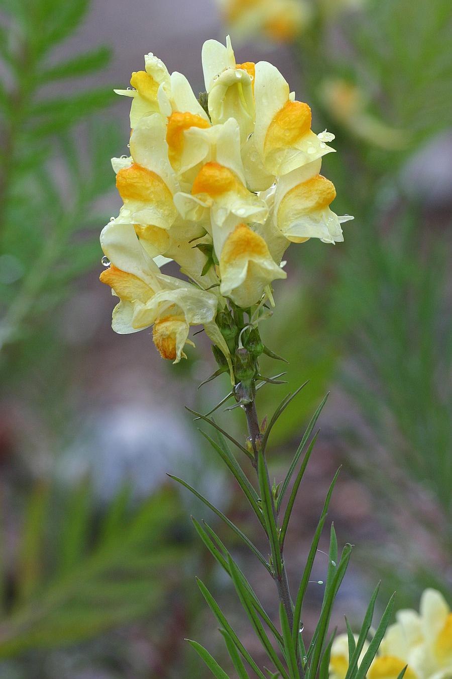 Льнянка львиный зев