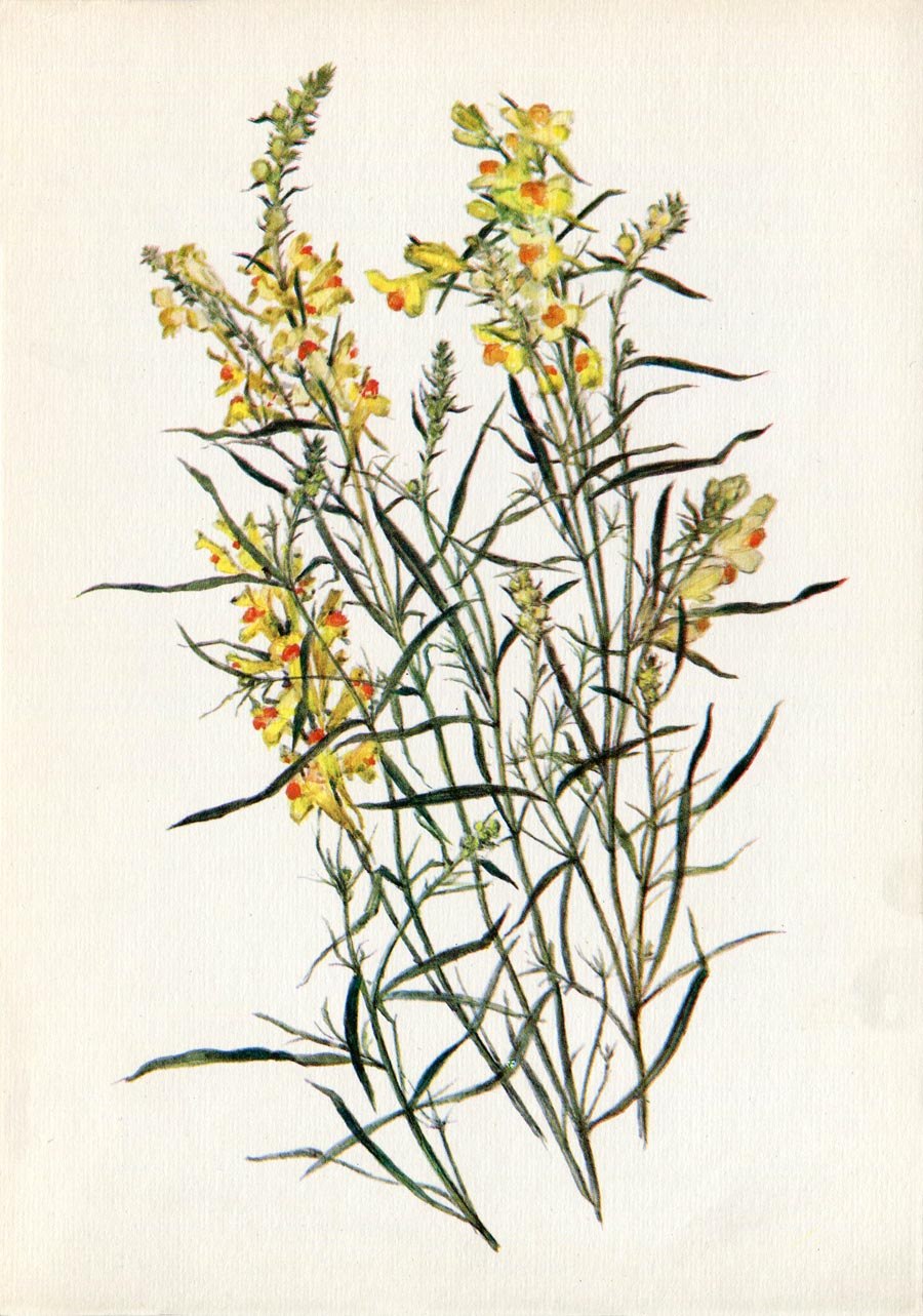 Льнянка обыкновенная