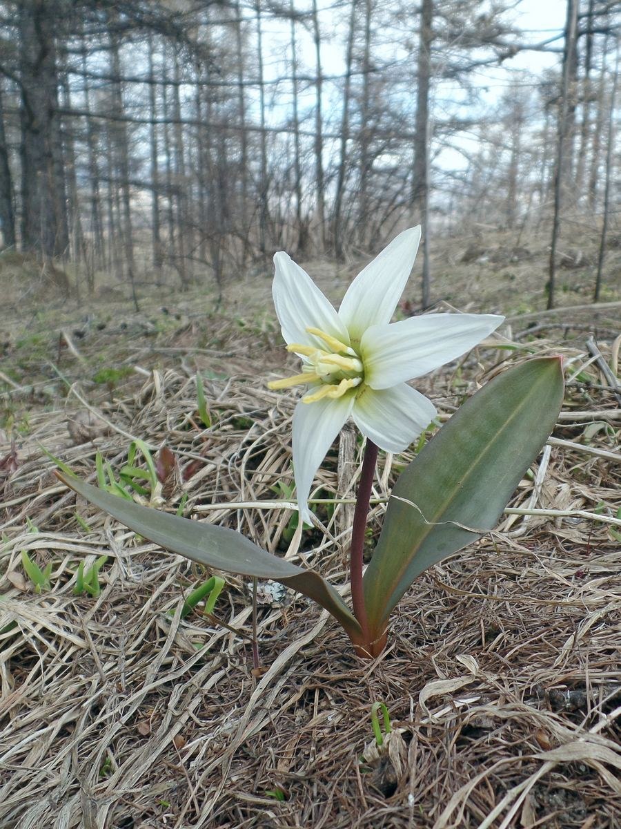 Кандык эритрониум Сибирский