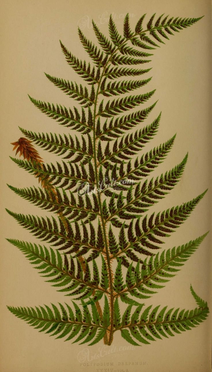 Щитовник китайский