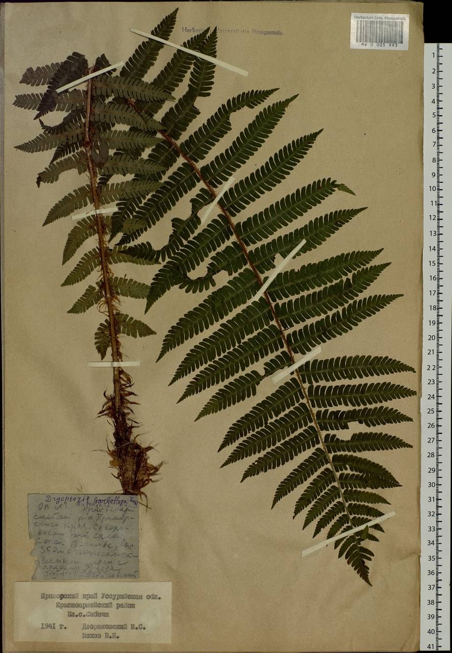 Щитовник толстокорневищный