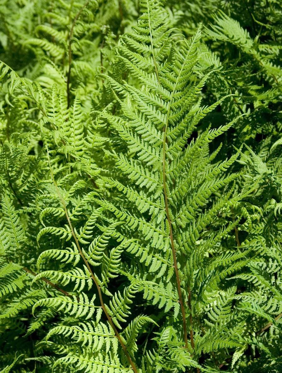 Папоротник Athyrium vidalii