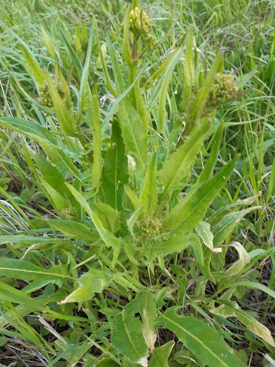 Съедобные травы Кавказа