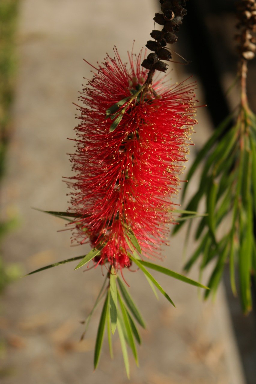 Мелалеука красная