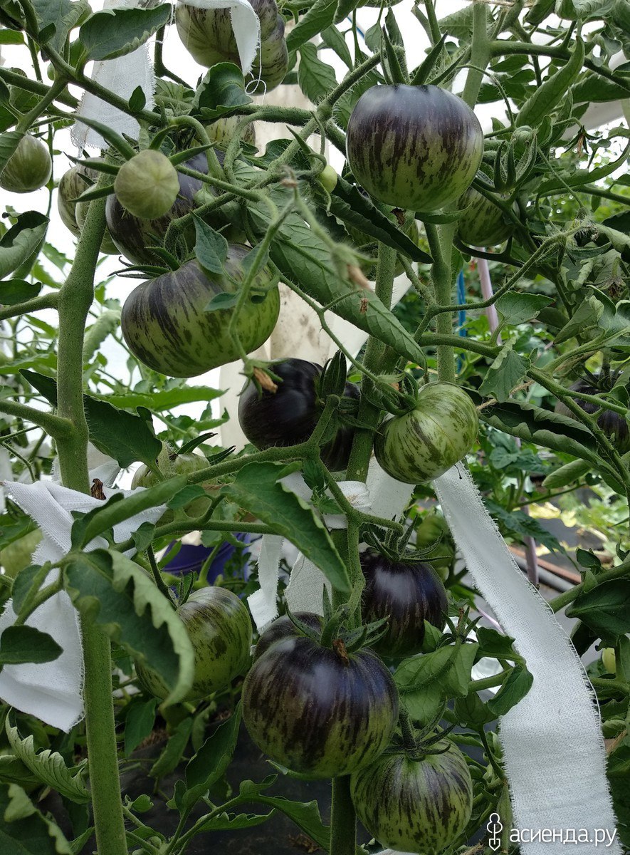 Томат зеленая богиня ксанаду