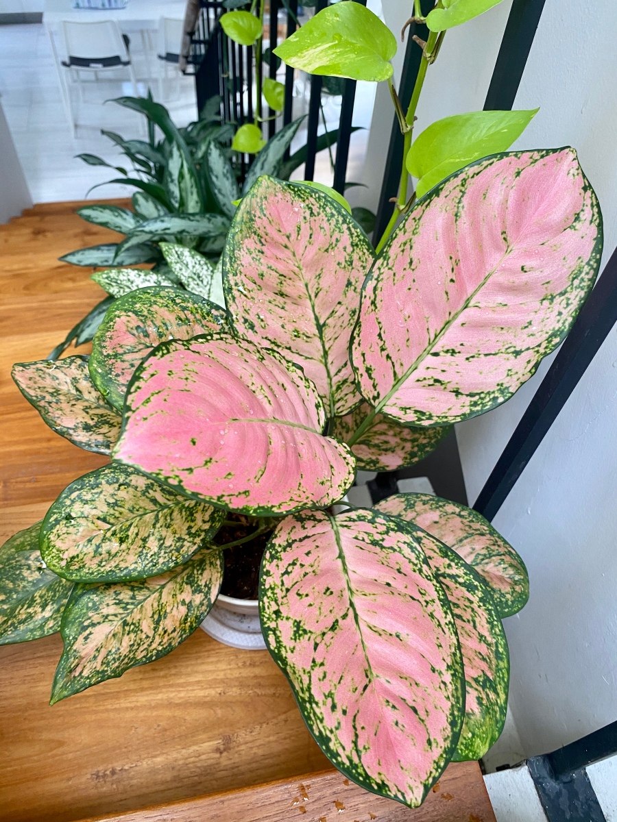 Аглаонема Голден Липстик