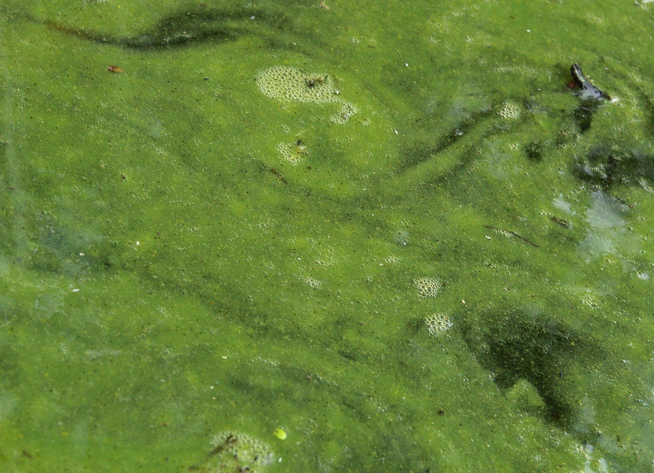 Бурные водоросли. Хламидомонада цветение воды. Цианобактерии сине-зеленые водоросли. Цветение воды водоросли цианобактерии. Цианобактерии среда обитания.