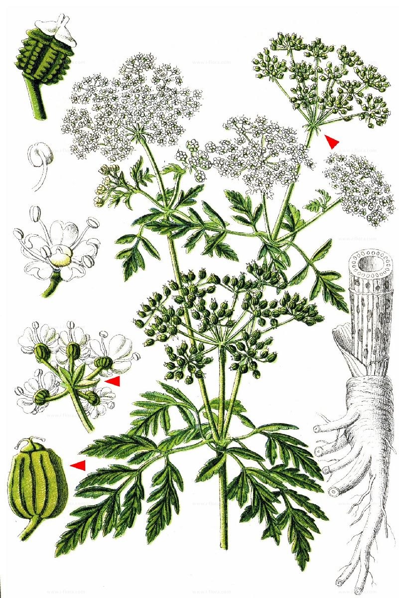 Conium maculatum (кониум макулатум) болиголов пятнистый
