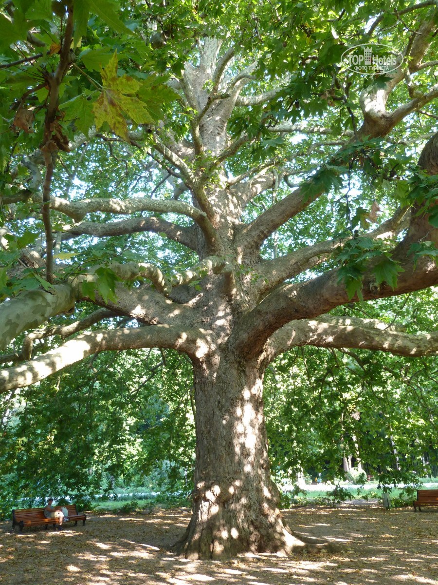 Платан в Ореанде