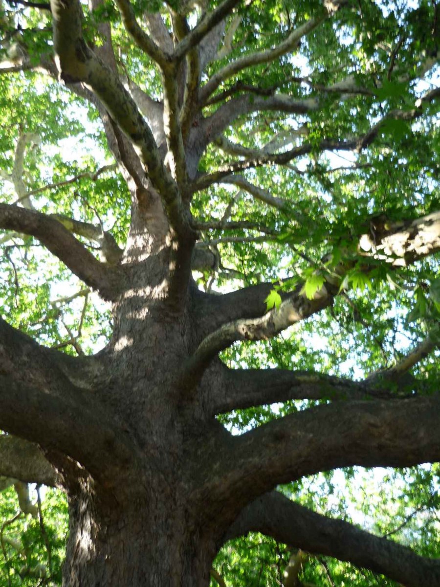 Платан Ливадийский парк