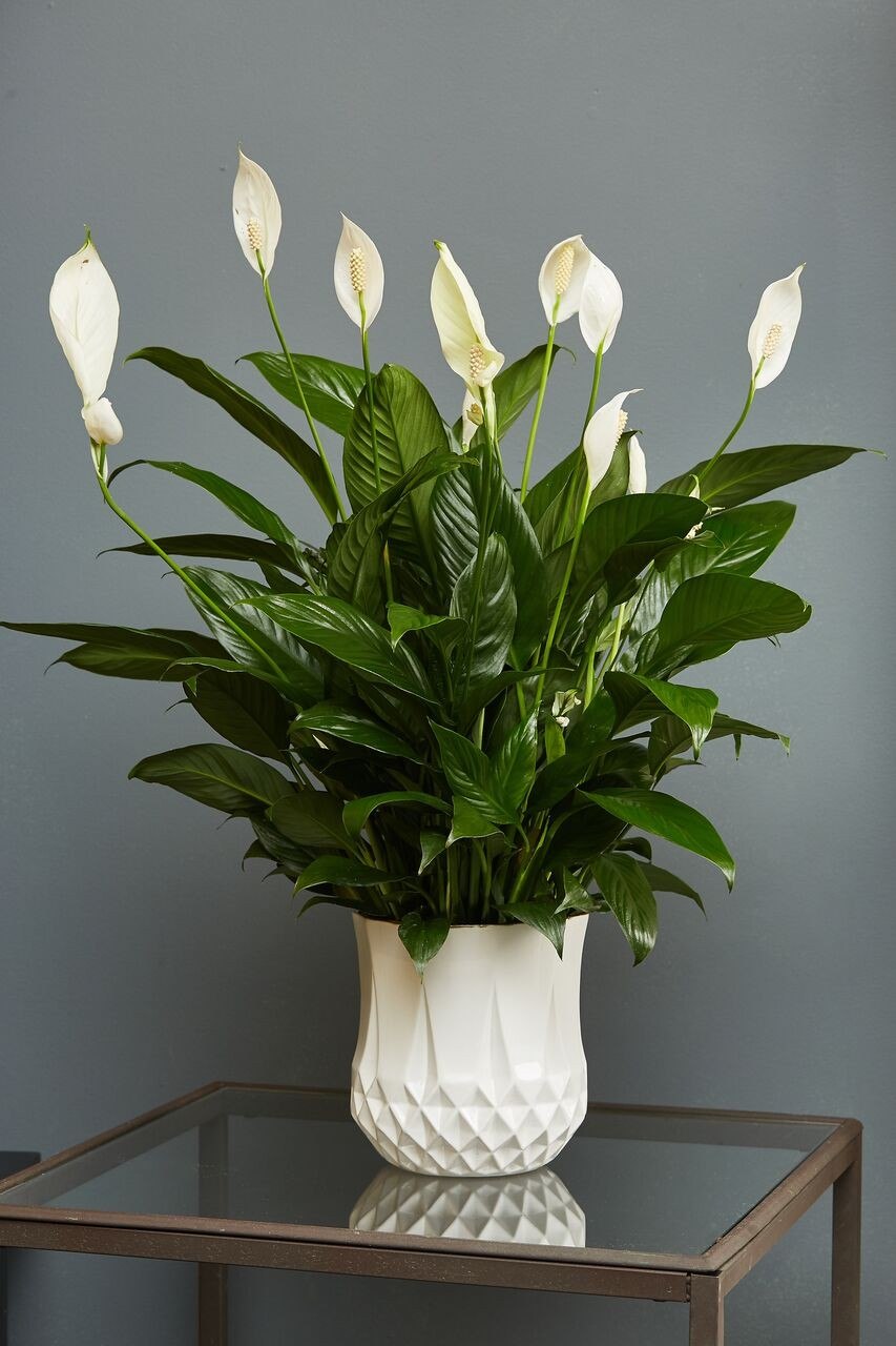 Spathiphyllum wallisii цветок