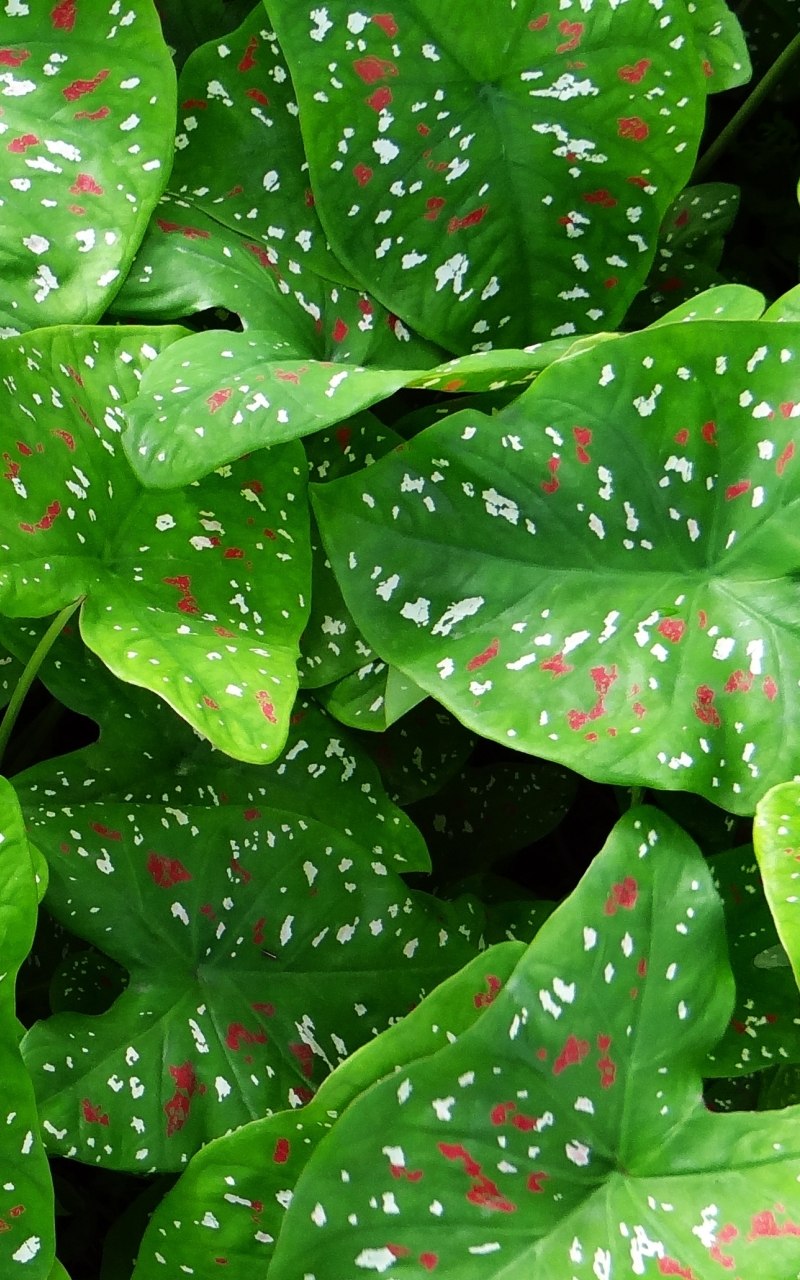 Каладиум Кротон