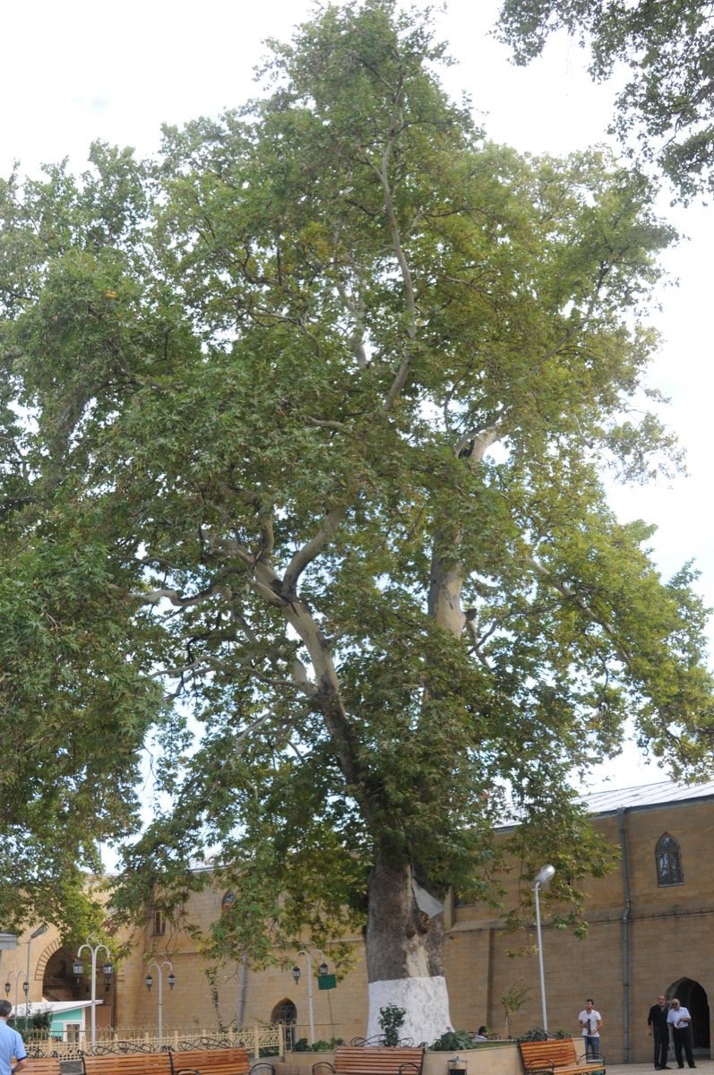 Дерево Платан в Дербенте