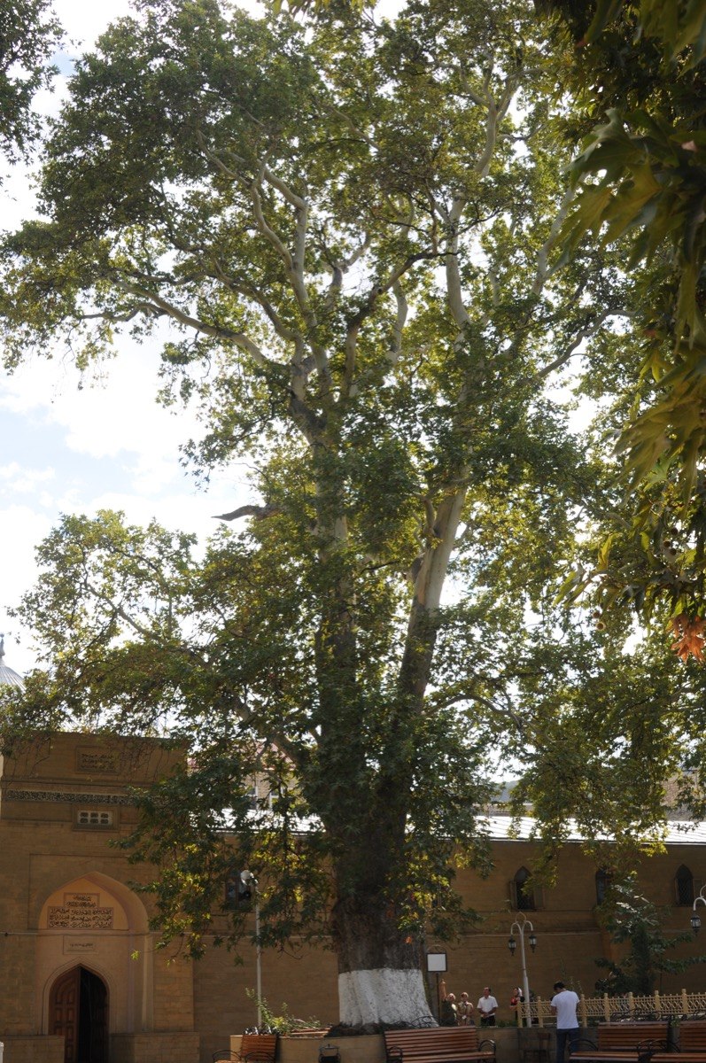 Платан Восточный Дербент