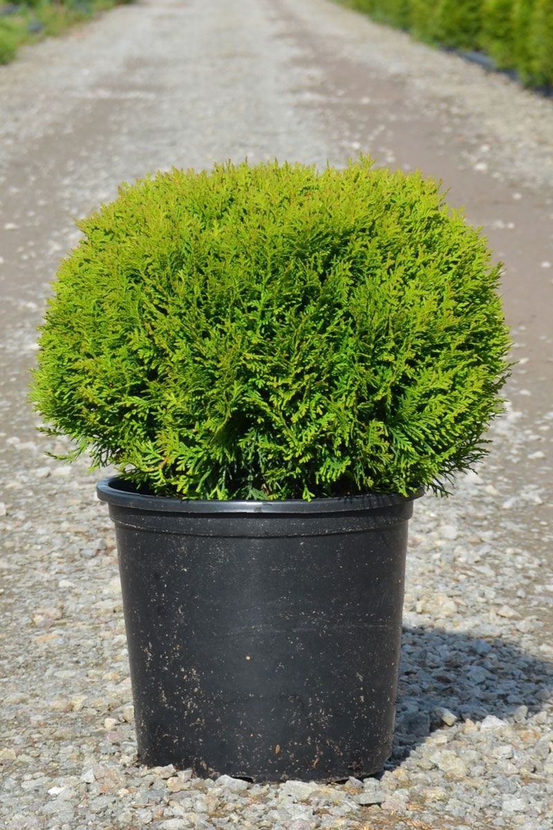 Туя Западная Даника