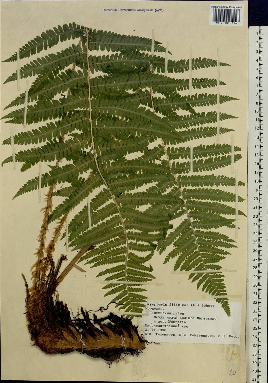 Щитовник папоротник царство