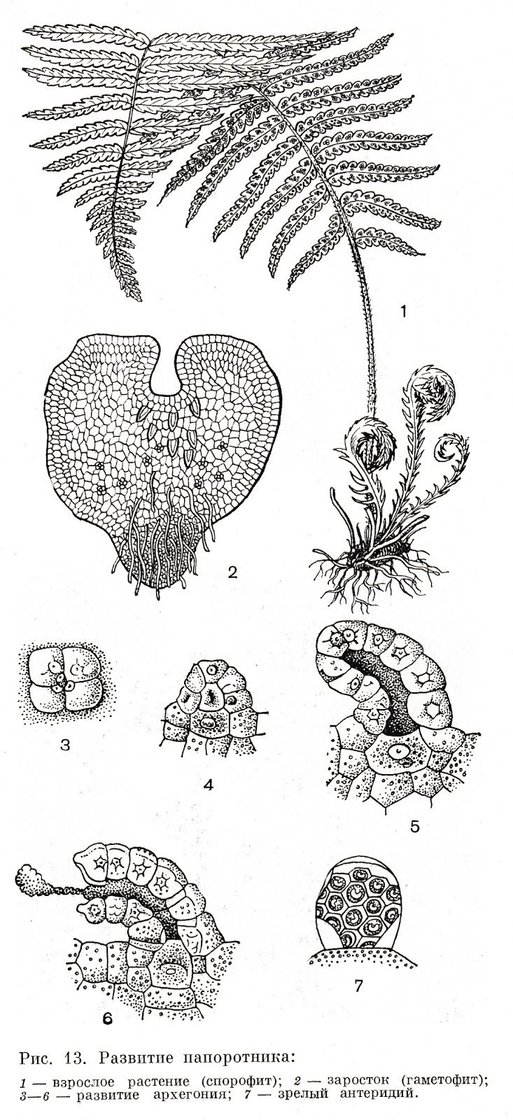 Корневище щитовника мужской dryopteris filix-mas