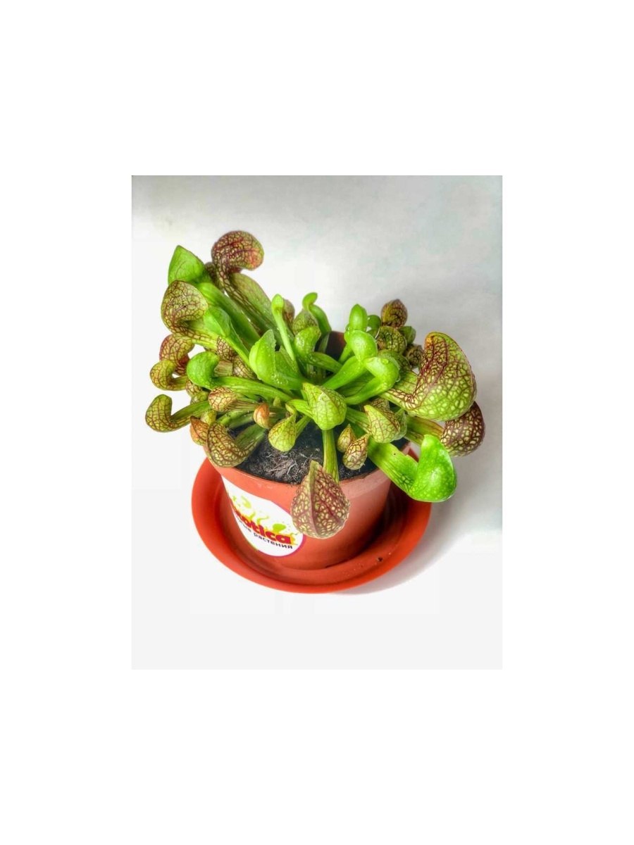Sarracenia purpurea черный фон