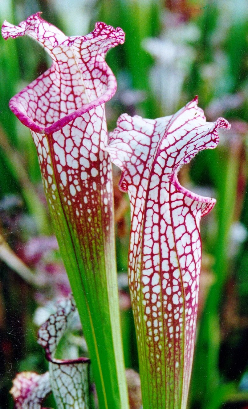 Саррацения Лейкофилла